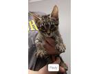 Tigger, Domestic Shorthair For Adoption In Bolivar, Missouri