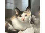 Gold Baron(ess), Domestic Shorthair For Adoption In Oceanside, California
