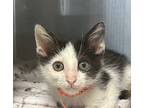 Oil Executive, Domestic Shorthair For Adoption In Oceanside, California