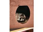 Hope, Siamese For Adoption In Grand Forks, North Dakota