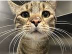 Teddy Bear, Domestic Shorthair For Adoption In Golden, Colorado