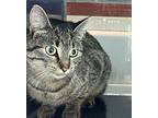 Juniper, Domestic Shorthair For Adoption In Golden, Colorado