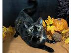 Sarah, Domestic Shorthair For Adoption In Fayetteville, Georgia