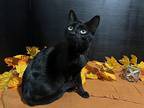 Star, Domestic Shorthair For Adoption In Fayetteville, Georgia