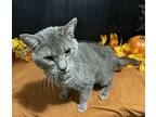 Sonny, Domestic Shorthair For Adoption In Fayetteville, Georgia