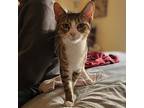 Prada, Tabby For Adoption In Okemah, Oklahoma