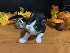 Sirius, Domestic Shorthair For Adoption In Fayetteville, Georgia