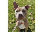 Sherlock Bones, American Pit Bull Terrier For Adoption In Golden, Colorado