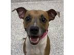 Bruce, American Pit Bull Terrier For Adoption In Golden, Colorado