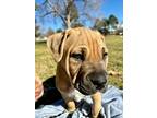 Mesa, American Pit Bull Terrier For Adoption In Golden, Colorado
