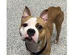 Dorito, Boston Terrier For Adoption In Golden, Colorado