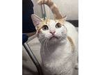 Cashew, Domestic Shorthair For Adoption In Anoka, Minnesota