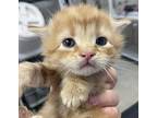 Bentley, Domestic Longhair For Adoption In Napa, California