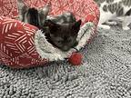 Ariel, Domestic Shorthair For Adoption In Orlando, Florida