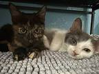 Frosted Flakes, Calico For Adoption In Orlando, Florida