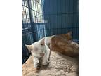 Toulouse, Domestic Shorthair For Adoption In Orlando, Florida