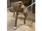 Maya, American Pit Bull Terrier For Adoption In San Diego, California