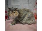 Kelly, Calico For Adoption In Huntley, Illinois