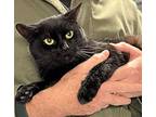 Ollie, Domestic Mediumhair For Adoption In Holland, Michigan