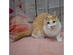 Nellie, Domestic Shorthair For Adoption In Huntley, Illinois