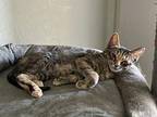 Thyme, Domestic Shorthair For Adoption In Parlier, California