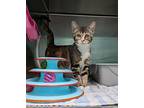 Birdie, Domestic Shorthair For Adoption In Surrey, British Columbia