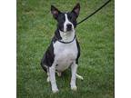 Vito, American Staffordshire Terrier For Adoption In Huntley, Illinois