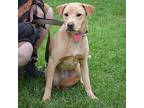 Lilly, Labrador Retriever For Adoption In Huntley, Illinois