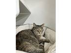 Rafaella - Et, Domestic Shorthair For Adoption In Lyman, South Carolina