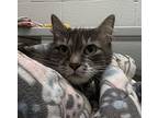Ratilda, Domestic Longhair For Adoption In Silverdale, Washington