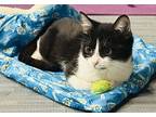 Bat Boy, Domestic Shorthair For Adoption In Devon, Pennsylvania