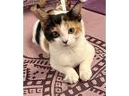 Hostess, Domestic Shorthair For Adoption In Devon, Pennsylvania