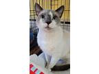 Bangkok, Siamese For Adoption In Devon, Pennsylvania
