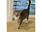 Kimmie, Domestic Shorthair For Adoption In Devon, Pennsylvania