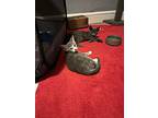 Frank, Domestic Shorthair For Adoption In Devon, Pennsylvania