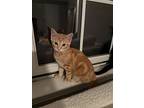 Harvest, Domestic Shorthair For Adoption In Devon, Pennsylvania