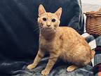 Sharkie Poo, Domestic Shorthair For Adoption In Devon, Pennsylvania