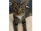 Jellybean, Domestic Shorthair For Adoption In Spring Hill, Florida