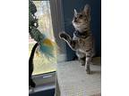 Zelda, Domestic Shorthair For Adoption In Spring Hill, Florida