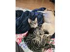 Kip, Domestic Shorthair For Adoption In Denver, Colorado
