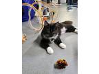 Zoe, Domestic Longhair For Adoption In Ellijay, Georgia