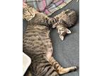 Brooklyn (outgoing And Affectionate), Domestic Shorthair For Adoption In