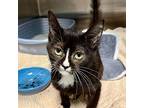 Marie Kondo, Domestic Shorthair For Adoption In Yankton, South Dakota