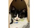 Boh, Domestic Shorthair For Adoption In Prince Rupert, British Columbia