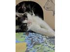 Ponyo, Domestic Mediumhair For Adoption In Prince Rupert, British Columbia
