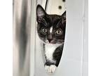Jason, Domestic Shorthair For Adoption In Oakland, California