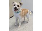 Rosita, Terrier (unknown Type, Medium) For Adoption In Yankton, South Dakota
