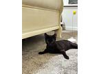 Pete, Domestic Shorthair For Adoption In Pitman, New Jersey