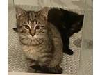 Elroy, Domestic Shorthair For Adoption In Cincinnati, Ohio