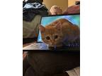 Winona, Domestic Shorthair For Adoption In Minneapolis, Minnesota